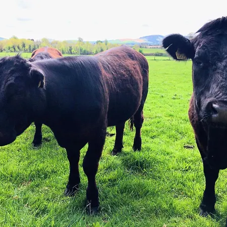 Lissanisky House Bed & Breakfast